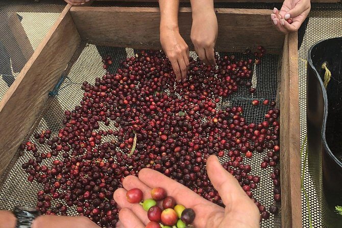 Coffee Tour Finca Jaguar - Finca La Esperanza: cherry picking and learning by doing