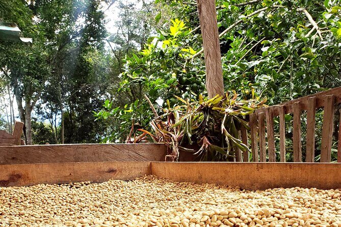 Coffee Tour from Coffee Growers to Your Cup - Key highlights to know before you go