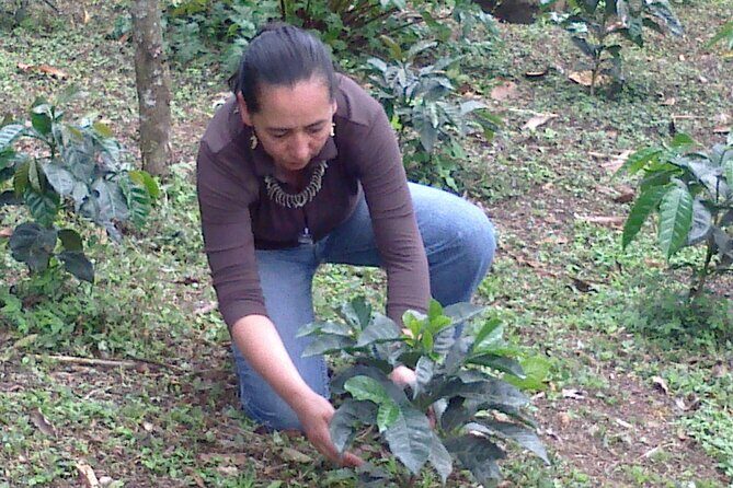 Coffee Tour from Coffee Growers to Your Cup - Why this coffee tour starts at Casa Zirio Gallery