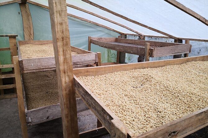 Coffee Tour from Coffee Growers to Your Cup - Stop 2 in Sibaté: strawberries with cream, no big detour