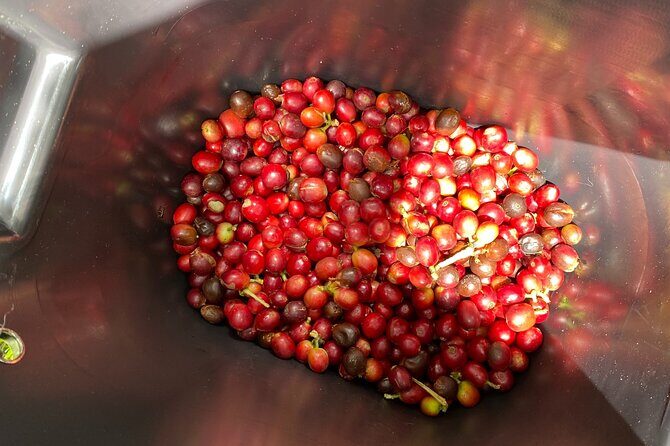 Coffee Tour from Coffee Growers to Your Cup - At the La Primavera organic farm: coffee from plant to hands-on picking