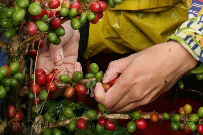 Coffee Tour from Coffee Growers to Your Cup - The morning drive to Fusagasugá: when “getting there” becomes part of the plan