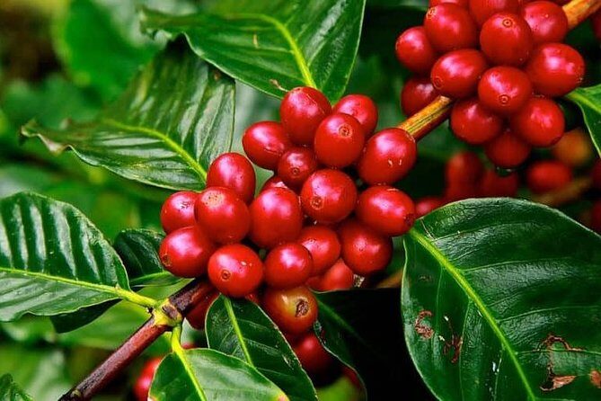 Coffee tour & rum tasting - Pickup from Bogotá: convenience with one real traffic warning