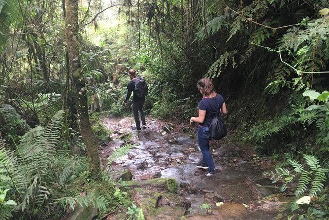 Day Trip to Chicaque National Park—from Bogota - Stop 2: The Best Part of the Day for Wildlife and Amphibians