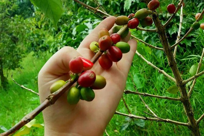 Exclusive Coffee Experience:Tour from Bogotá - Coffee tastings and the end moment that makes it click