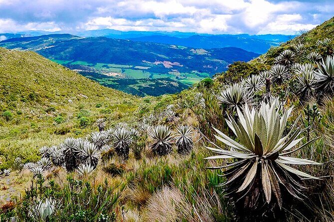 Explore Chingaza Natural Park: A Scenic Adventure from Bogotá - Rincón del Oso Trail: what the 3 to 3.5 hours feels like at altitude