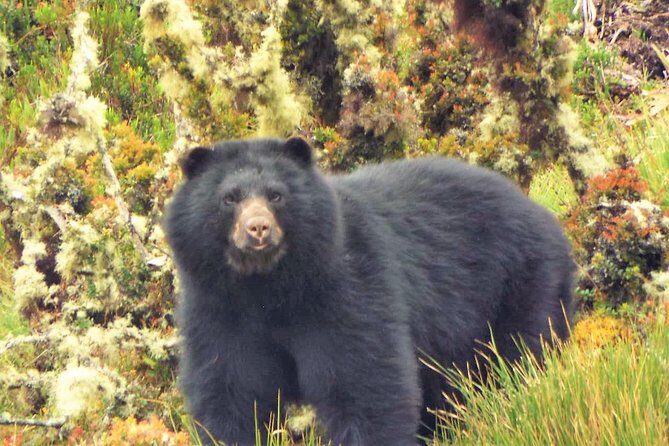 Explore Chingaza Natural Park: A Scenic Adventure from Bogotá - Price and logistics: what $158 gets you (and why it’s fair)