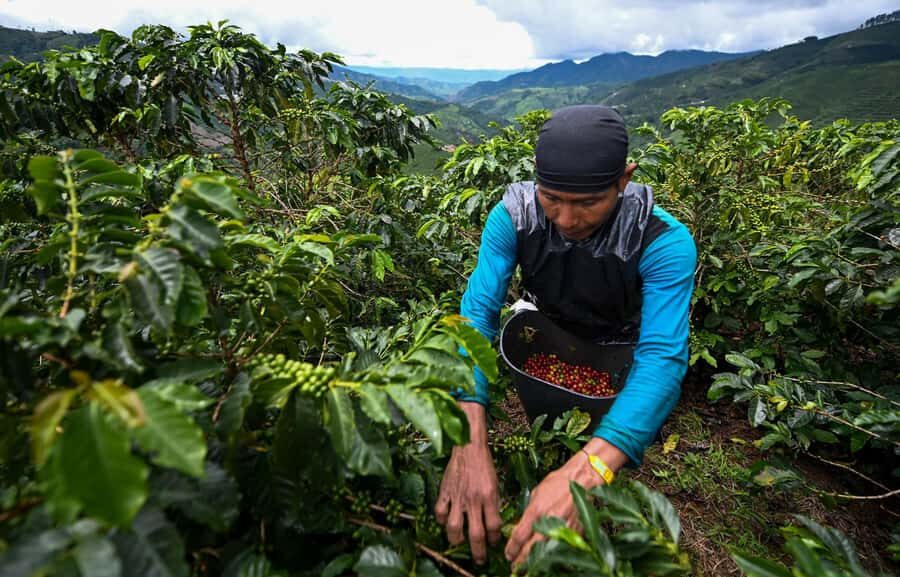 From Bogota: 5 hour guided coffe farm tour - All included - Breakfast first: fueling up for coffee field time