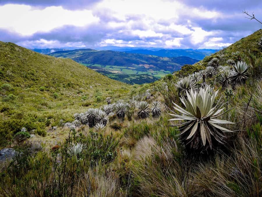 From Bogotá: Chingaza National Park Eco Tour - Key things to know before you go