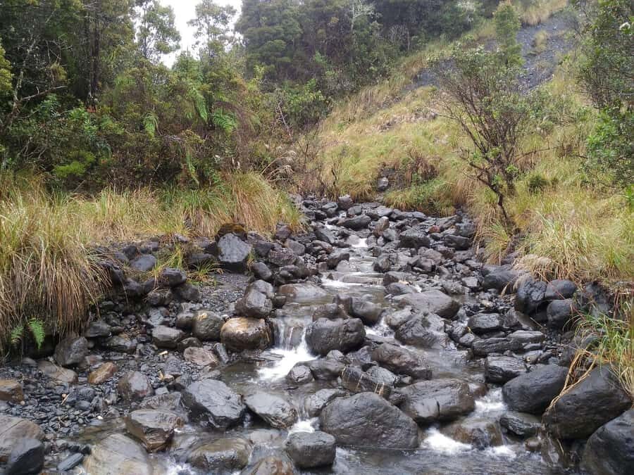From Bogotá: Chingaza National Park Eco Tour - Your guide matters: local knowledge at Piedras Gordas
