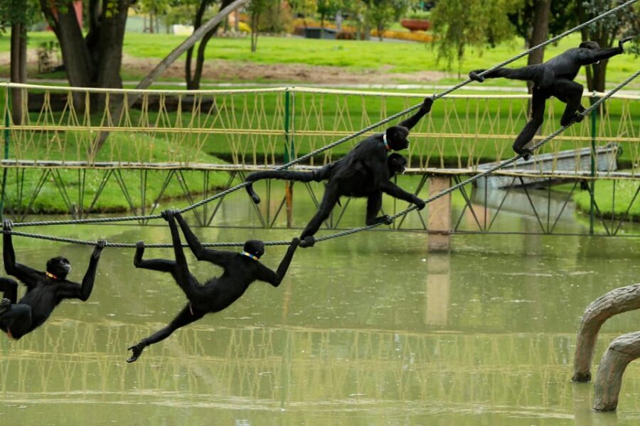 From Bogota: Jaime Duque Park and zoo with ticket included - What’s Included (And Where the Value Really Comes From)