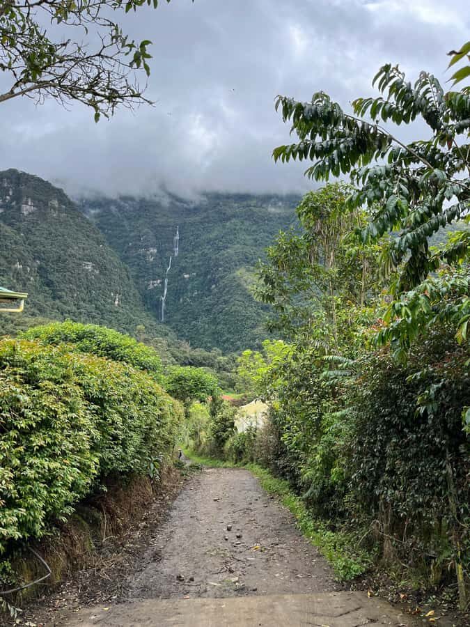 FROM BOGOTA: Tour to La Chorrera, Colombia's highest waterfall. - The forest hike: what those guided 3 hours really give you