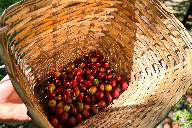 Full Day learning about the Process of the Best Coffee in the World - Key Highlights You’ll Actually Care About