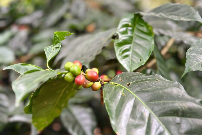Full Day learning about the Process of the Best Coffee in the World - Hacienda Coloma: The Coffee Process Lesson You’re Paying For