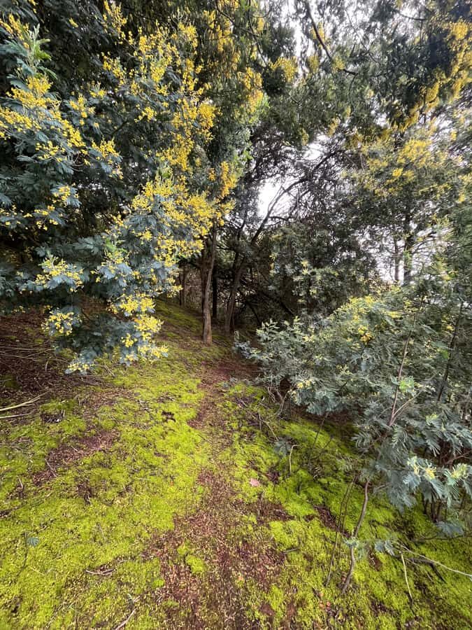Guatavita: Tour to Guatavita Lagoon, the Village and Casa Loca - The ecological trail: where nature talk meets Muisca stories