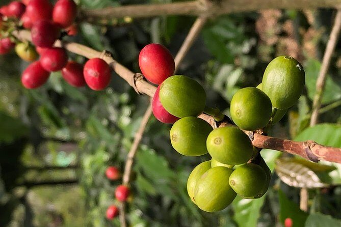 Hands-On Tour to Coffee Plantation from Bogota Option basic - Why a Bogotá coffee farm trip starts at 6:30am