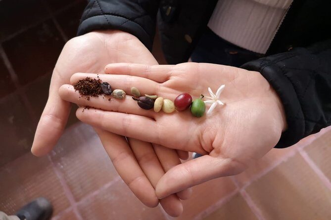 Hands-On Tour to Coffee Plantation from Bogota Option basic - Hacienda Coloma: the garden walk and the coffee step-by-step