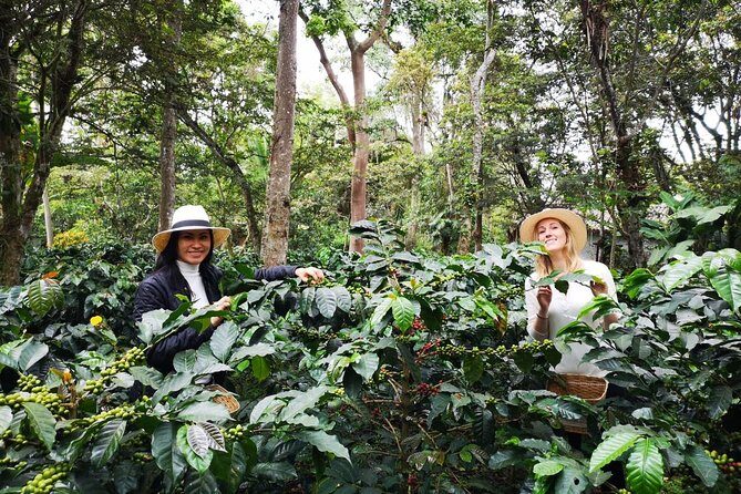 Hands-On Tour to Coffee Plantation from Bogota Option basic - Coffee tasting and coffee liqueur: what you’ll actually try
