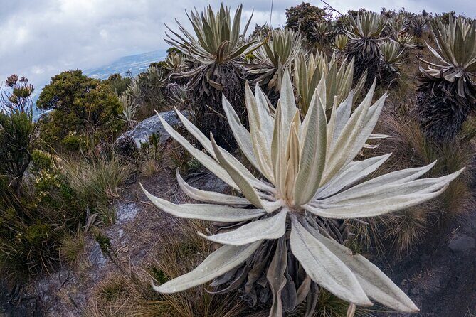 Hiking Chingaza Páramo, Siecha Lagoons - Chingaza National Park hike: the páramo education portion