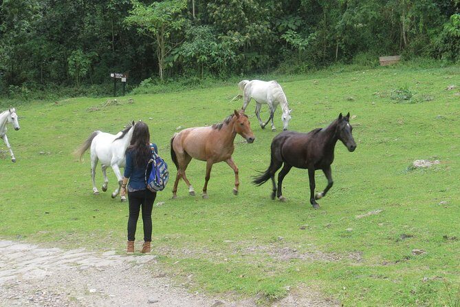 Hiking High Andean Forests - Chicaque Hike: Downhill First, Real Choices at the End