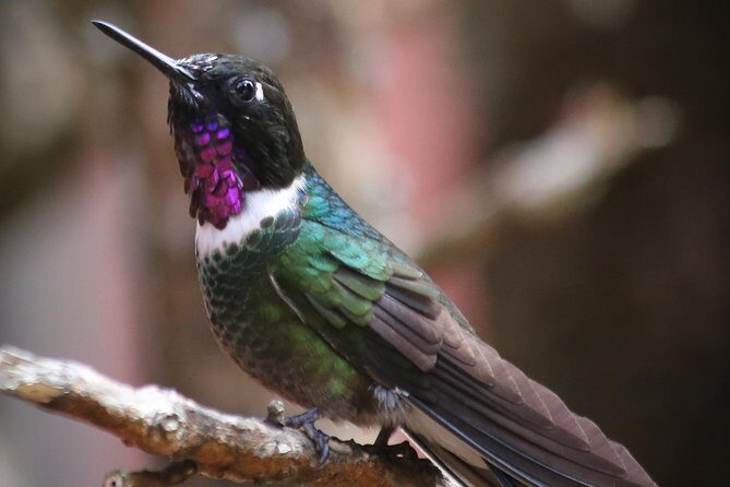 Hummingbird Birdwatching Encounter - Half Day - A Hummingbird Garden Day Trip From Bogotá: What Makes It Work