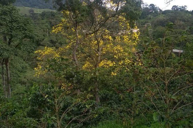 Luxury Coffee Plantation Private Tour (9 Hrs.) - What makes this feel like value, not just a pricey day