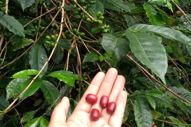 Luxury Coffee Plantation Private Tour (9 Hrs.) - Time, effort, and what to bring for a comfortable coffee day