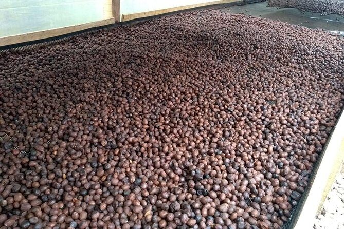 Luxury Coffee Plantation Private Tour (9 Hrs.) - Should you book this private coffee plantation tour?