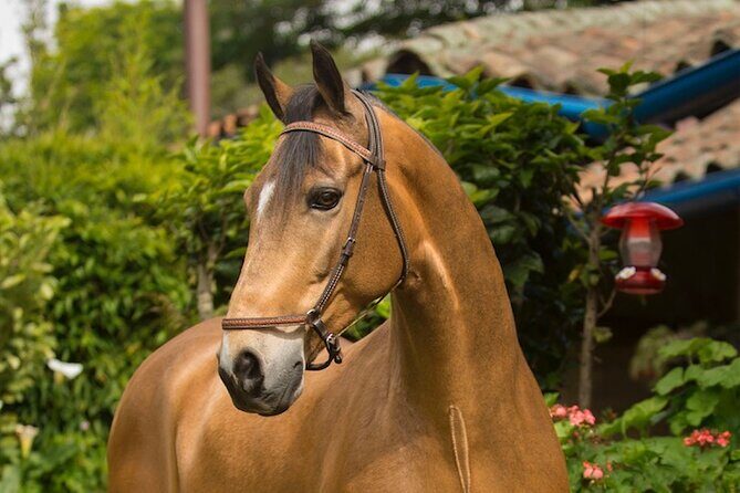 Private Guided Tour of Colombia’s Paso Fino Horse - How the private format changes your whole experience
