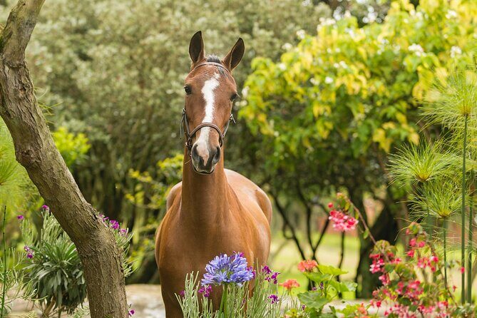 Private Guided Tour of Colombia’s Paso Fino Horse - Stop 1 at El Rosal: coffee, ranch stations, and a real breeding workflow
