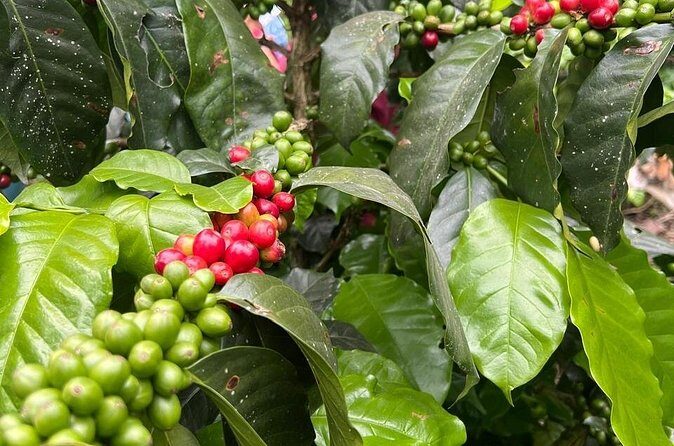 Private Tour from Bogota to Finca Cafetera - Should you book this Bogotá to coffee farm day trip?