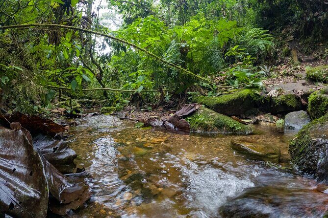 Private Tour through the Chicaque Natural Park and Forest of Fog - Key Highlights You’ll Care About
