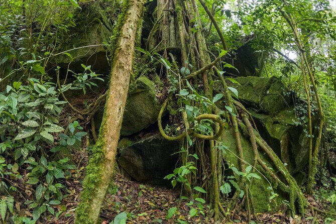 Private Tour through the Chicaque Natural Park and Forest of Fog - Price Check: Is $185 Per Person Good Value?