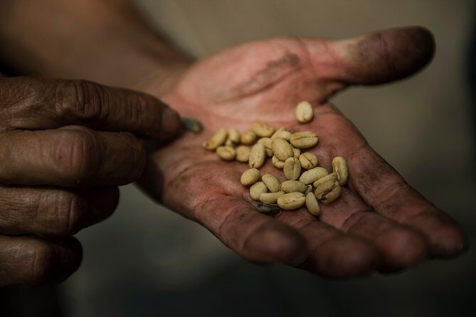 Traditional Coffee Farm Experience at Hacienda Coloma from Bogotá - Guides who teach: the names behind the great explanations