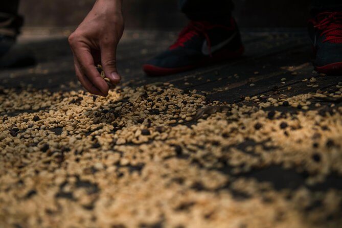 Traditional Coffee Farm Experience at Hacienda Coloma from Bogotá - Entering Hacienda Coloma: orchids, coffee rows, and bean picking