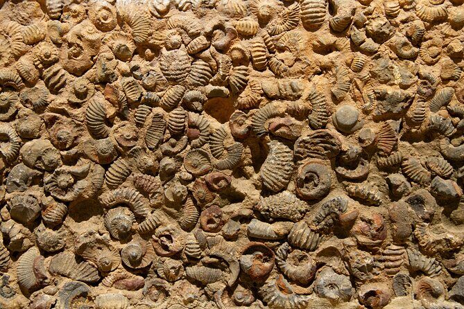 Villa de Leyva Full Day Private Tour (12 Hrs.) - Museo El Fosil: fossils, dinosaurs, and Colombia’s geology