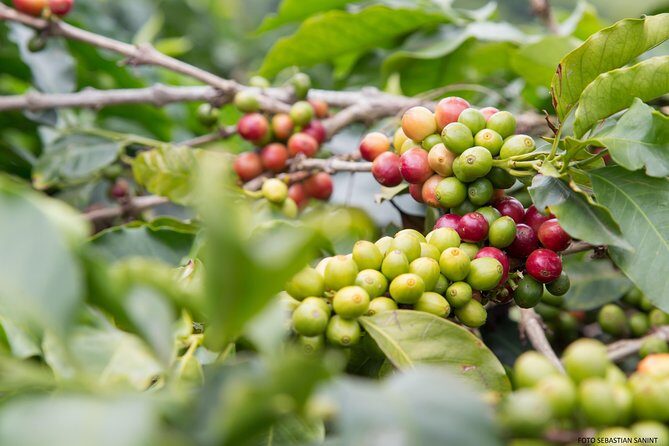 Visit and live a colombian coffee plantation (group tour) - Stop 1 and Stop 2: Brief Wait, Then Out of the City