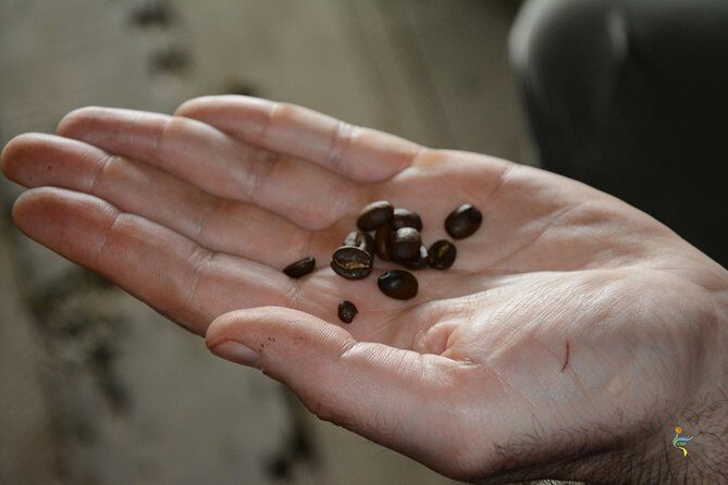 Visit and live a colombian coffee plantation (group tour) - Why a Guided Plantation Visit Beats a Quick Photo Stop